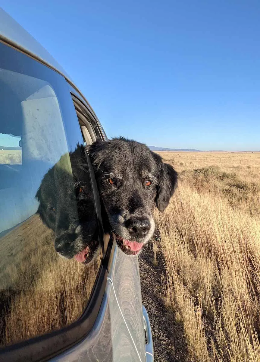 Ellie looking out car window